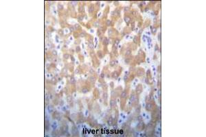 FASTK Antibody immunohistochemistry analysis in formalin fixed and paraffin embedded human liver tissue followed by peroxidase conjugation of the secondary antibody and DAB staining. (FASTK anticorps  (C-Term))