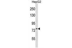 CD106 Antibody (Center) western blot analysis in HepG2 cell line lysates (35µg/lane). (VCAM1 anticorps  (Middle Region))