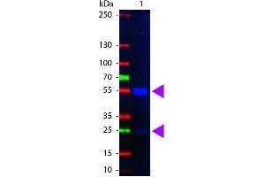 Rabbit anti-Pig IgG (Heavy & Light Chain) antibody (FITC)