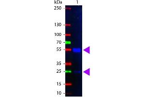 Western Blot of Fluorescein Conjugated Rabbit anti-Swine IgG antibody. (Lapin anti-Porc IgG (Heavy & Light Chain) Anticorps (FITC))