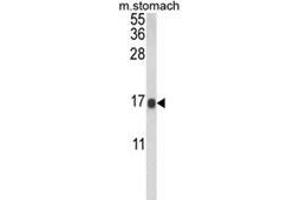 Western blot analysis of LGALS2 Antibody (Center) in mouse stomach tissue lysates (35ug/lane). (Galectin 2 anticorps  (Middle Region))