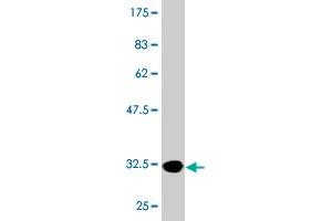 Western Blot detection against Immunogen (33 KDa) . (MTCP1 anticorps  (AA 1-68))