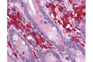 Anti-LRIT3 antibody IHC of human small intestine. (LRIT3 anticorps  (AA 422-497))