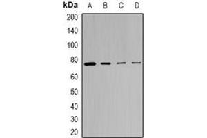 Western blot analysis of SRPK1 expression in MCF7 (A), Hela (B), mouse spleen (C), rat testis (D) whole cell lysates. (SRPK1 anticorps)