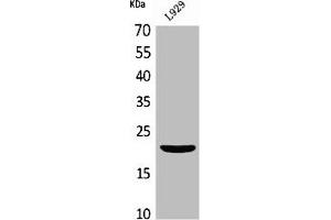 Western Blot analysis of L929 cells using IL-29 Polyclonal Antibody (IL29 anticorps  (Internal Region))