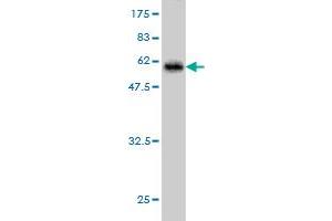 Western Blot detection against Immunogen (55. (HHEX anticorps  (AA 1-270))