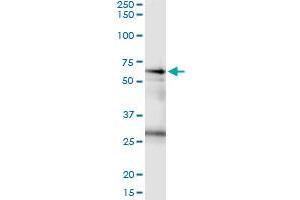 Immunoprecipitation of CSTF2 transfected lysate using anti-CSTF2 MaxPab rabbit polyclonal antibody and Protein A Magnetic Bead , and immunoblotted with CSTF2 purified MaxPab mouse polyclonal antibody (B01P) .