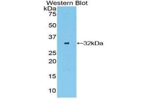 Western Blotting (WB) image for anti-Oncostatin M Receptor (OSMR) (AA 513-760) antibody (ABIN1860110) (Oncostatin M Receptor anticorps  (AA 513-760))
