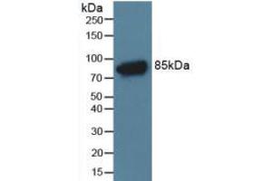 Figure. (C4A anticorps  (AA 678-761))
