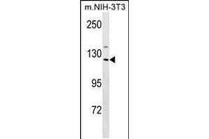 Western blot analysis in mouse NIH-3T3 cell line lysates (35ug/lane). (SIN3A anticorps  (C-Term))