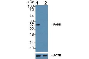 Knockout Varification: ;Lane 1: Wild-type RaW264. (FADD anticorps  (AA 7-178))