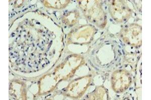 Immunohistochemistry of paraffin-embedded human kidney tissue using ABIN7167852 at dilution of 1:100