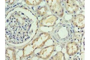 Immunohistochemistry of paraffin-embedded human kidney tissue using ABIN7167852 at dilution of 1:100 (RBP4 anticorps  (AA 19-201))