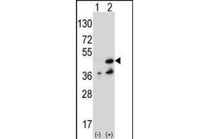 Western blot analysis of NME7 (arrow) using rabbit polyclonal NME7 Antibody (V40) (ABIN392659 and ABIN2842159). (NME7 anticorps  (N-Term))