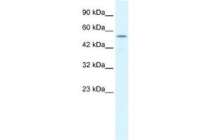 WB Suggested Anti-KCNK10 Antibody Titration:  1. (KCNK10 anticorps  (C-Term))