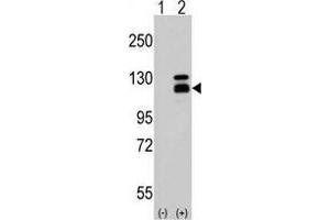 Western blot analysis of Parg Antibody (C-term) in 293 cell line lysates (35 µg/lane). (PARG anticorps  (C-Term))