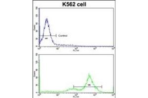 Flow cytometric analysis of K562 cells using GATA2 Antibody (C-term)(bottom histogram) compared to a negative control cell (top histogram)FITC-conjugated goat-anti-rabbit secondary antibodies were used for the analysis. (GATA2 anticorps  (C-Term))