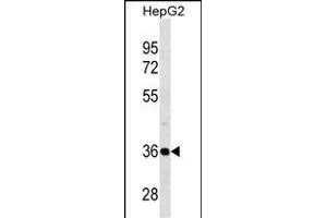 PSMD14 Antibody (C-term) (ABIN1536957 and ABIN2838261) western blot analysis in HepG2 cell line lysates (35 μg/lane). (PSMD14 anticorps  (C-Term))