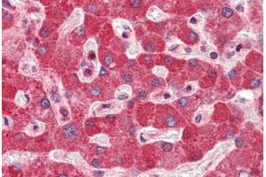 anti-DiGeorge Syndrome Critical Region Gene 8 (DGCR8) (AA 180-229) antibody