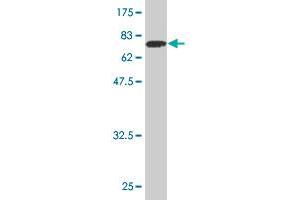 Western Blot detection against Immunogen (81. (TOE1 anticorps  (AA 1-510))