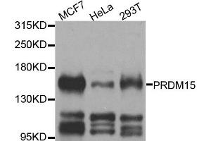Western blot analysis of extracts of various cell lines, using PRDM15 antibody. (PRDM15 anticorps)