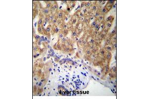 MUC15 Antibody (C-term) (ABIN656956 and ABIN2846141) immunohistochemistry analysis in formalin fixed and paraffin embedded human liver tissue followed by peroxidase conjugation of the secondary antibody and DAB staining.