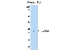 Western Blotting (WB) image for anti-Peroxiredoxin 2 (PRDX2) (AA 6-164) antibody (ABIN1860302) (Peroxiredoxin 2 anticorps  (AA 6-164))