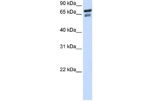 Western Blotting (WB) image for anti-Transcription Factor 25 (Basic Helix-Loop-Helix) (TCF25) antibody (ABIN2459130) (TCF25 anticorps)