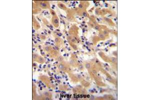 F11 Antibody immunohistochemistry analysis in formalin fixed and paraffin embedded human liver tissue followed by peroxidase conjugation of the secondary antibody and DAB staining. (Factor XI anticorps  (AA 281-307))