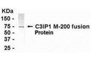 Western Blotting (WB) image for anti-Kelch-Like 12 (Drosophila) (KLHL12) (AA 205-404) antibody (ABIN2468096) (KLHL12 anticorps  (AA 205-404))