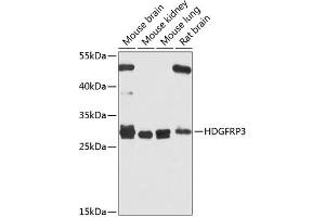Western blot analysis of extracts of various cell lines, using HDGFRP3 antibody (ABIN6133452, ABIN6141699, ABIN6141700 and ABIN6224799) at 1:1000 dilution. (HDGFRP3 anticorps  (AA 90-203))