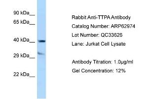 Western Blotting (WB) image for anti-Tocopherol (Alpha) Transfer Protein (TTPA) (C-Term) antibody (ABIN2789318) (TTPA anticorps  (C-Term))