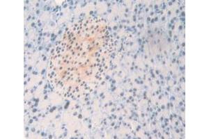 IHC-P analysis of Mouse Pancreas Tissue, with DAB staining. (NPM1 anticorps  (AA 212-292))