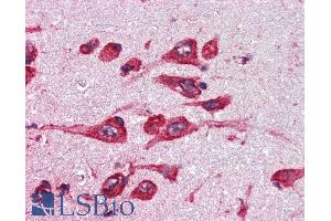 ABIN185506 (5µg/ml) staining of paraffin embedded Human Cortex.