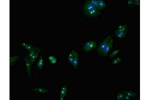 Immunofluorescent analysis of HepG2 cells using ABIN7147471 at dilution of 1:100 and Alexa Fluor 488-congugated AffiniPure Goat Anti-Rabbit IgG(H+L)