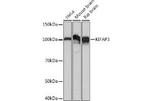 Western blot analysis of extracts of various cell lines, using KIF Rabbit mAb (ABIN7268120) at 1:1000 dilution. (KIFAP3 anticorps)