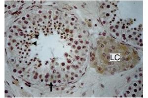 Immunohistochemistry image of Endothelin staining in paraffn sections of human testis. (Endothelin 1/2 anticorps)