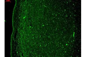 Immunohistochemistry of Anti-KCNQ4 Antibody.
