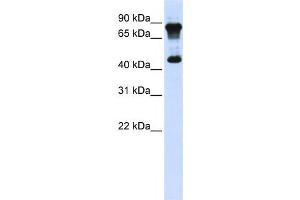 Western Blotting (WB) image for anti-MYC-Associated Zinc Finger Protein (Purine-Binding Transcription Factor) (MAZ) antibody (ABIN2458297) (MAZ anticorps)