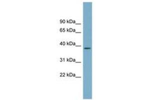 Image no. 1 for anti-Serine Dehydratase-Like (SDSL) (N-Term) antibody (ABIN6743387) (SDSL anticorps  (N-Term))