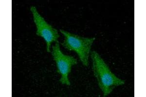 ICC/IF analysis of ACP1 in HeLa cells line, stained with DAPI (Blue) for nucleus staining and monoclonal anti-human ACP1 antibody (1:100) with goat anti-mouse IgG-Alexa fluor 488 conjugate (Green). (ACP1 anticorps)