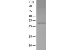 Western Blotting (WB) image for Upstream Transcription Factor 1 (USF1) (AA 1-310) protein (His tag) (ABIN7125657) (USF1 Protein (AA 1-310) (His tag))
