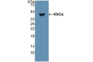 Western blot analysis of recombinant Human HDGF. (HDGF anticorps  (AA 10-240))