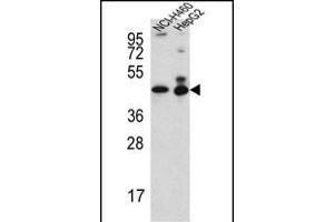 ACTL6B Antibody (N-term) (ABIN651520 and ABIN2840276) western blot analysis in NCI-,HepG2 cell line lysates (35 μg/lane). (Actin-Like 6B anticorps  (N-Term))