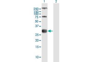 Western Blot analysis of MOG expression in transfected 293T cell line by MOG MaxPab polyclonal antibody. (MOG anticorps  (AA 1-295))