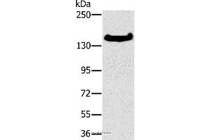 Western blot analysis of A172 cell, using FMNL1 Polyclonal Antibody at dilution of 1:350 (Formin-Like 1 anticorps)