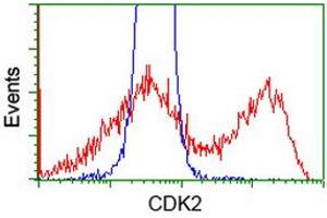 Image no. 1 for anti-Cyclin-Dependent Kinase 2 (CDK2) antibody (ABIN1497394)