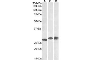 ABIN2564492 (0. (PGAM1 anticorps  (C-Term))