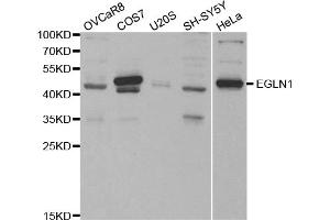 Western blot analysis of extracts of various cell lines, using EGLN1 antibody (ABIN5970498) at 1/1000 dilution. (EGLN1 anticorps)