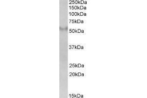 ABIN185568 (2µg/ml) staining of Human Frontal Cortex lysate (35µg protein in RIPA buffer).